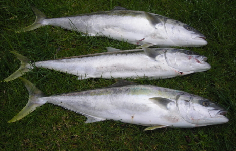 3 kingfish caught in Blind Bay in less  1hr