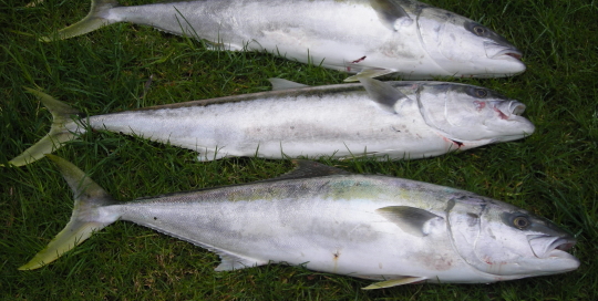 3 kingfish caught in Blind Bay in less  1hr